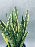 sansevieria-trif-laurentii-55-cm-rodzaj-rosliny-rosliny-zielone