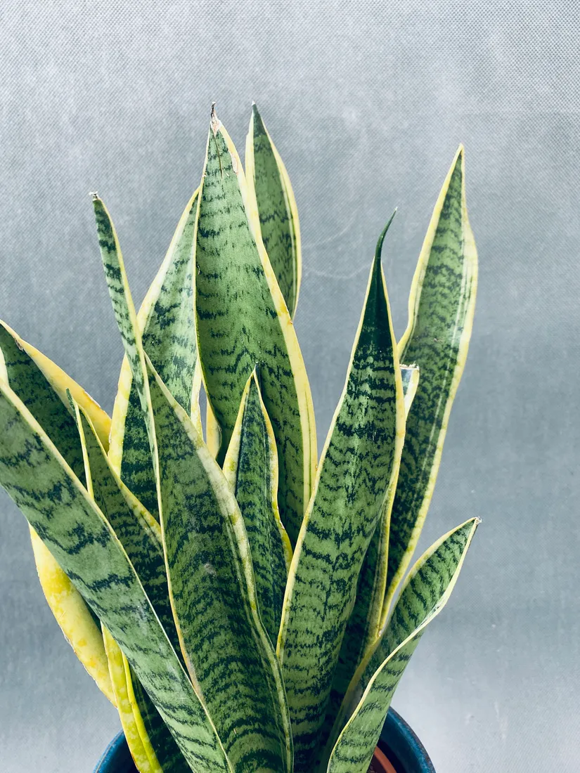 sansevieria-trif-laurentii-55-cm