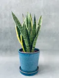 sansevieria-trif-laurentii-55-cm