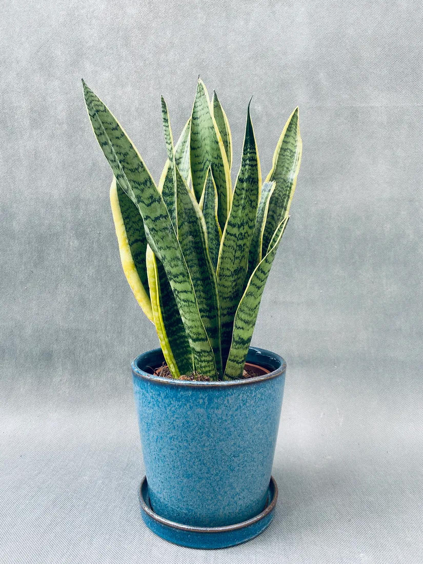 sansevieria-trif-laurentii-55-cm
