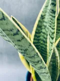sansevieria-trif-laurentii-55-cm-roslina-w-postaci-inna