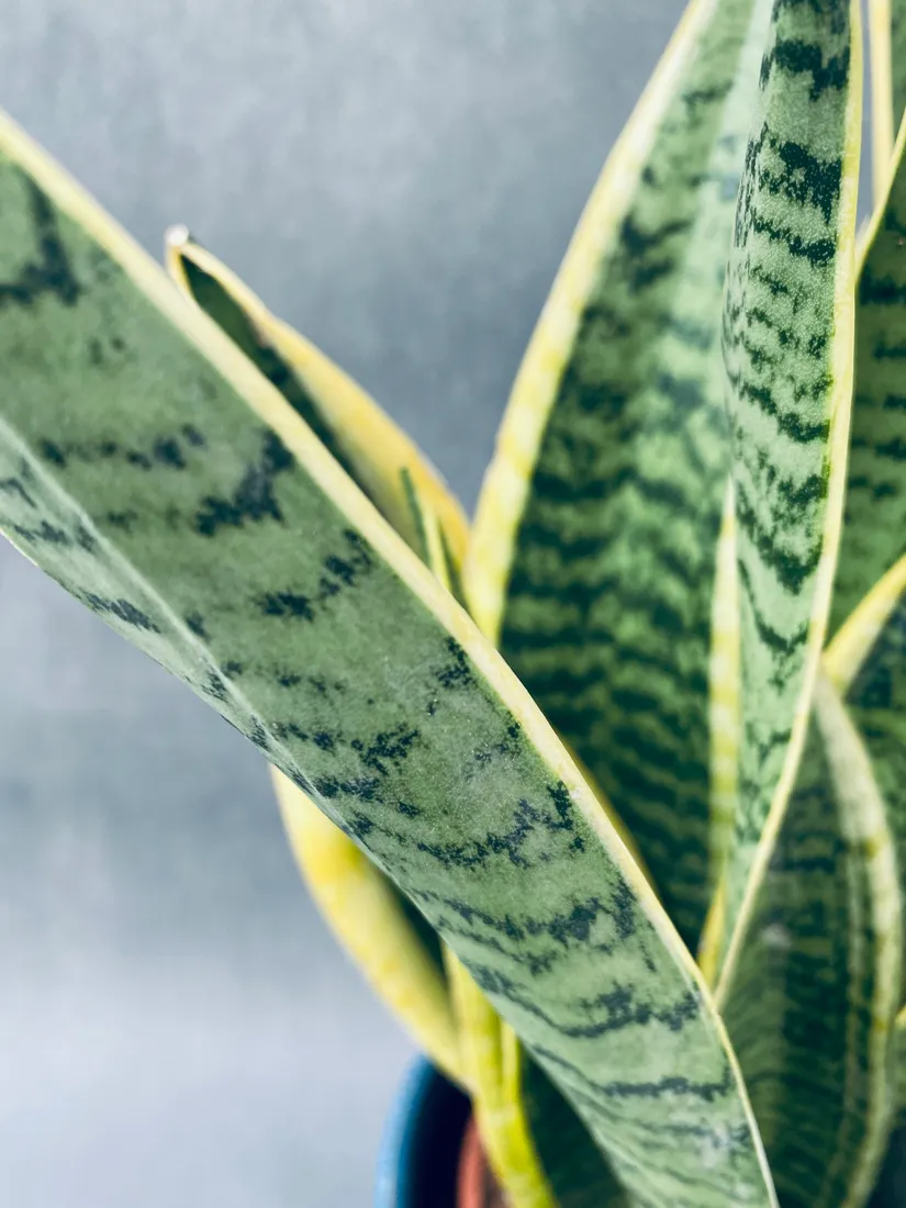 sansevieria-trif-laurentii-55-cm