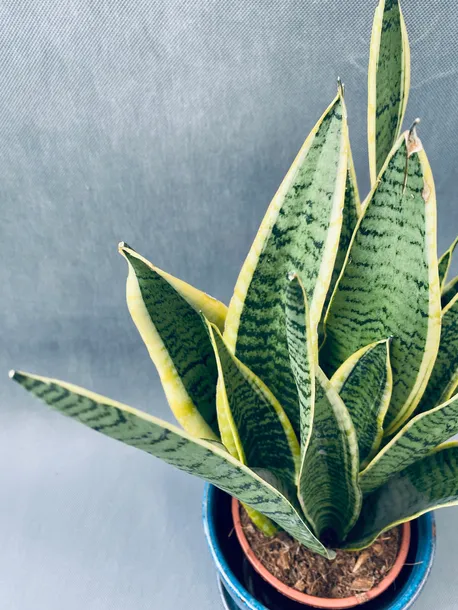 sansevieria-trif-laurentii-55-cm-kod-produktu-108890