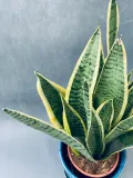 sansevieria-trif-laurentii-55-cm-kod-produktu-108890