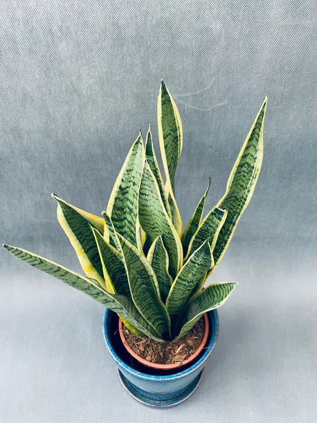 sansevieria-trif-laurentii-55-cm-rodzaj-rosliny-rosliny-zielone-roslina-w-postaci-inna