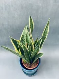 sansevieria-trif-laurentii-55-cm-rodzaj-rosliny-rosliny-zielone-roslina-w-postaci-inna