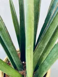sansevieria-cyl-overig-40-cm-rodzaj-rosliny-rosliny-zielone