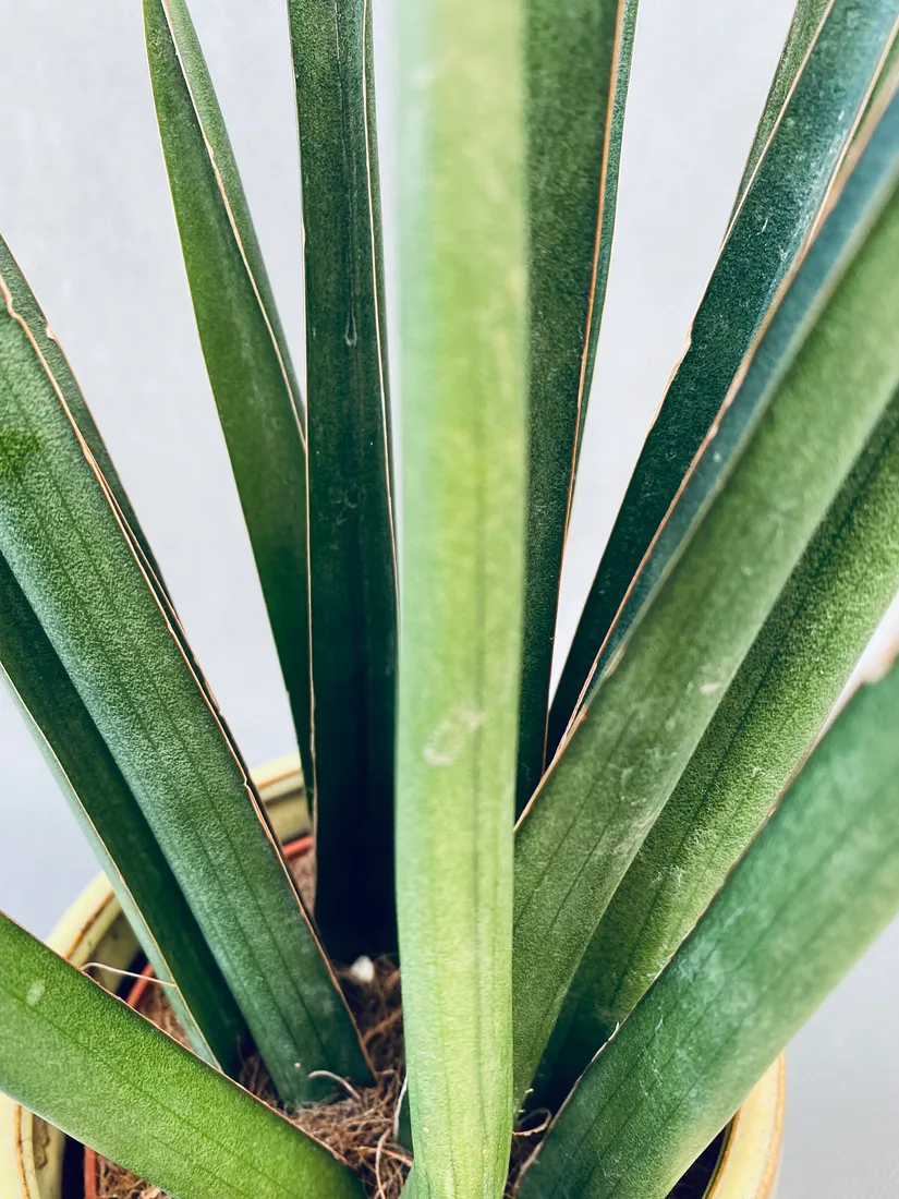 sansevieria-cyl-overig-40-cm