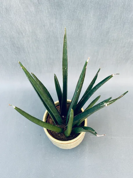 sansevieria-cyl-overig-40-cm-roslina-w-postaci-inna