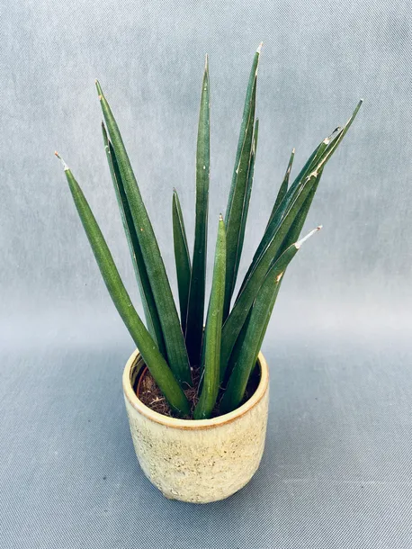 sansevieria-cyl-overig-40-cm-kod-produktu-109374