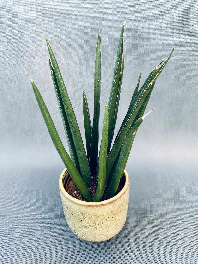 sansevieria-cyl-overig-40-cm