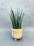 sansevieria-cyl-overig-40-cm