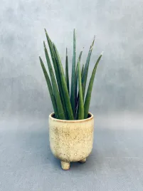 sansevieria-cyl-overig-40-cm
