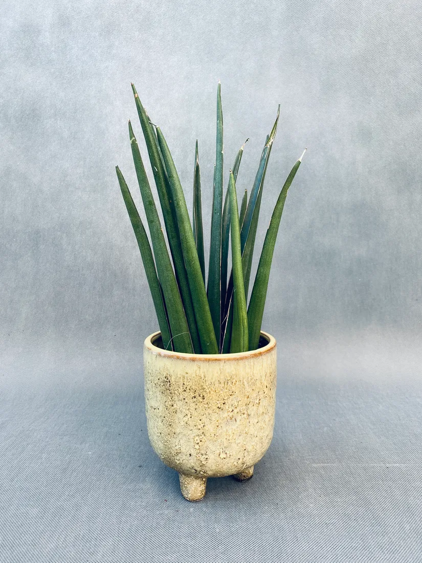sansevieria-cyl-overig-40-cm