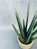 sansevieria-cyl-overig-40-cm-rodzaj-rosliny-rosliny-zielone-roslina-w-postaci-inna