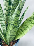 sansevieria-zeylanica-50-cm-rodzaj-rosliny-rosliny-zielone