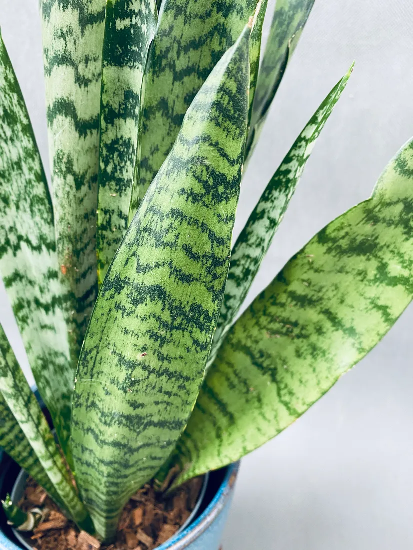 sansevieria-zeylanica-50-cm
