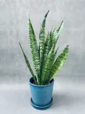 sansevieria-zeylanica-50-cm