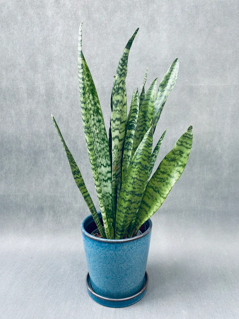 sansevieria-zeylanica-50-cm