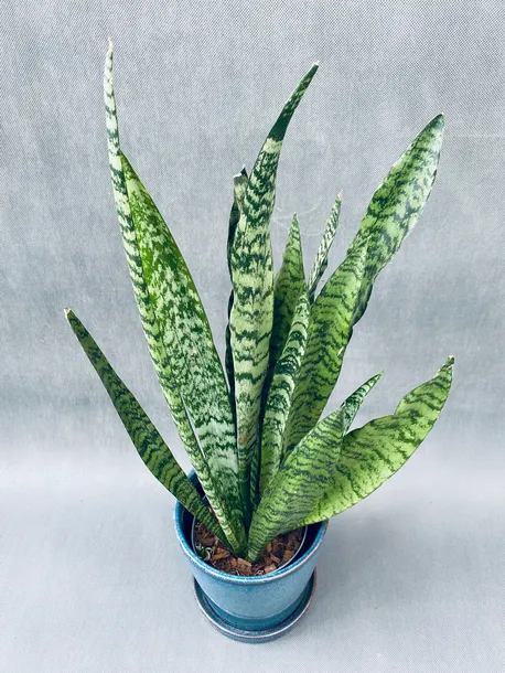 sansevieria-zeylanica-50-cm-roslina-w-postaci-inna