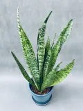 sansevieria-zeylanica-50-cm-roslina-w-postaci-inna