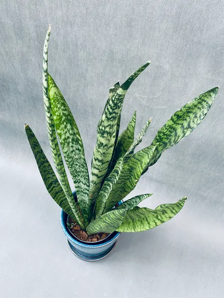 sansevieria-zeylanica-50-cm-kod-produktu-109683