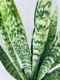 sansevieria-zeylanica-50-cm-rodzaj-rosliny-rosliny-zielone-roslina-w-postaci-inna