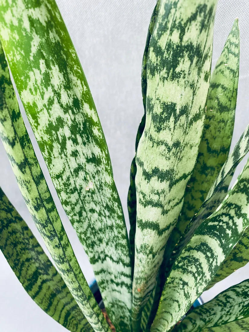 sansevieria-zeylanica-50-cm