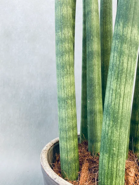 sansevieria-cyl-overig-50-cm-rodzaj-rosliny-rosliny-zielone