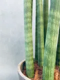 sansevieria-cyl-overig-50-cm-rodzaj-rosliny-rosliny-zielone