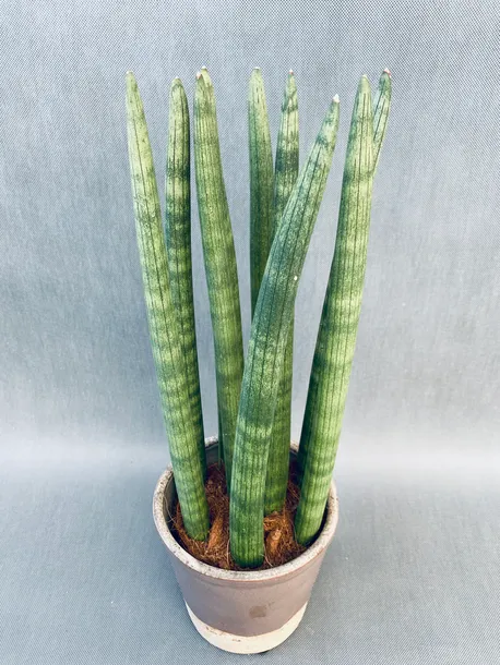 sansevieria-cyl-overig-50-cm