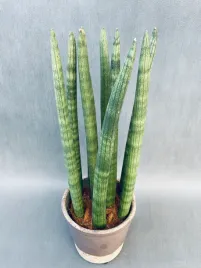 sansevieria-cyl-overig-50-cm