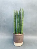 sansevieria-cyl-overig-50-cm-roslina-w-postaci-inna