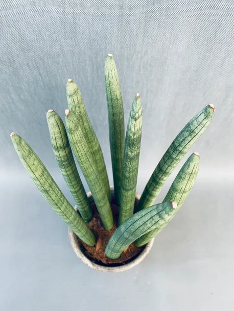 sansevieria-cyl-overig-50-cm-kod-produktu-109698
