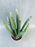 sansevieria-cyl-overig-50-cm-kod-produktu-109698