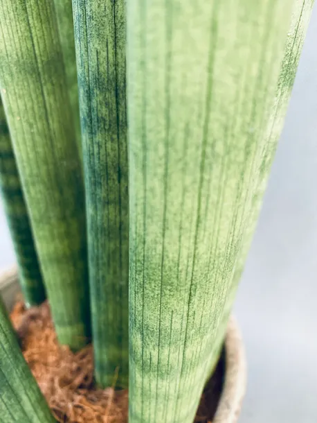 sansevieria-cyl-overig-50-cm-rodzaj-rosliny-rosliny-zielone-roslina-w-postaci-inna