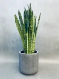 sansevieria-trif-zeylanica-80-cm