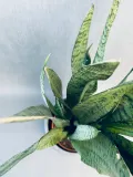 sansevieria-trif-zeylanica-80-cm-rodzaj-rosliny-rosliny-zielone