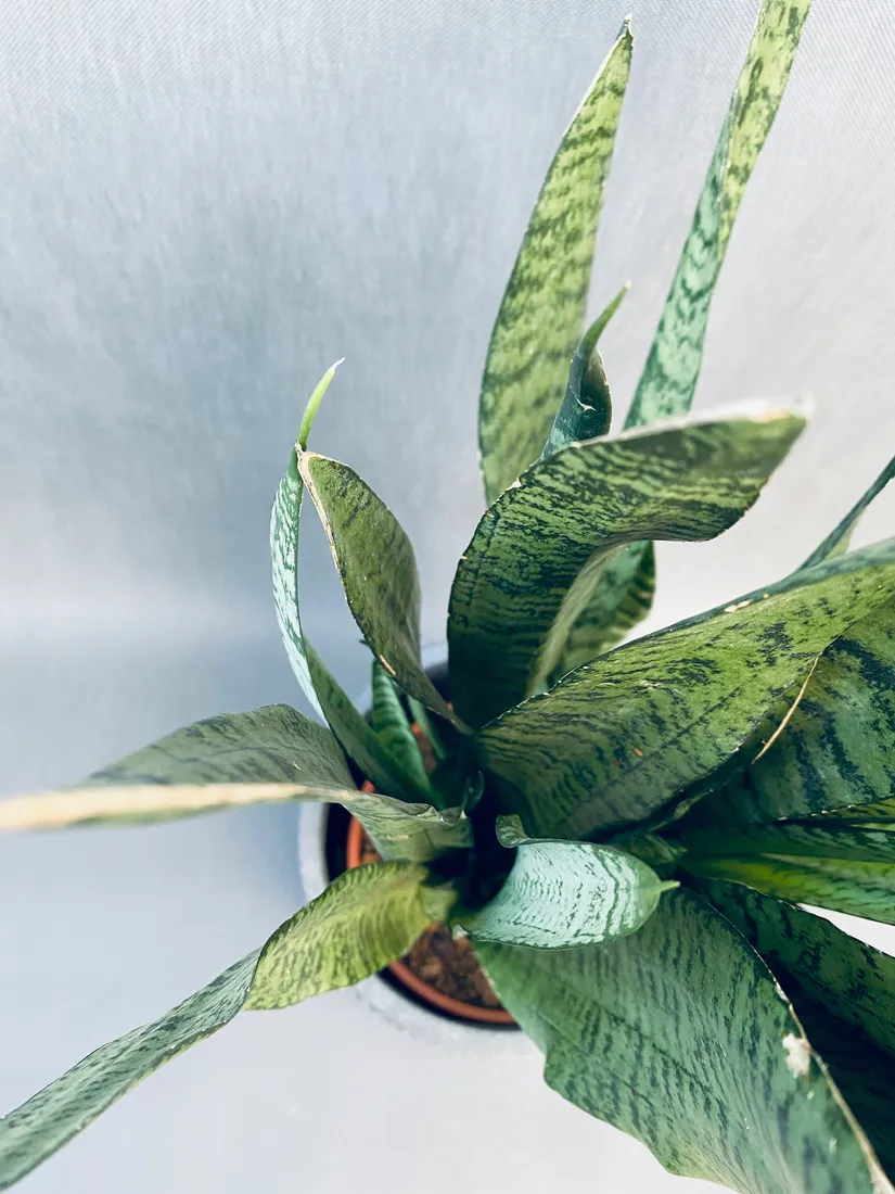 sansevieria-trif-zeylanica-80-cm