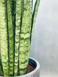 sansevieria-trif-zeylanica-80-cm-roslina-w-postaci-inna