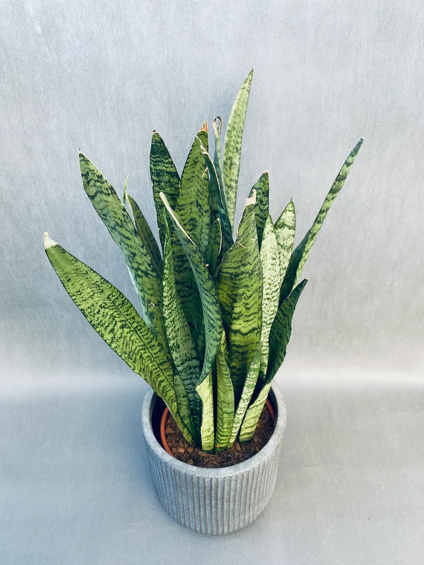 sansevieria-trif-zeylanica-80-cm-rodzaj-rosliny-rosliny-zielone