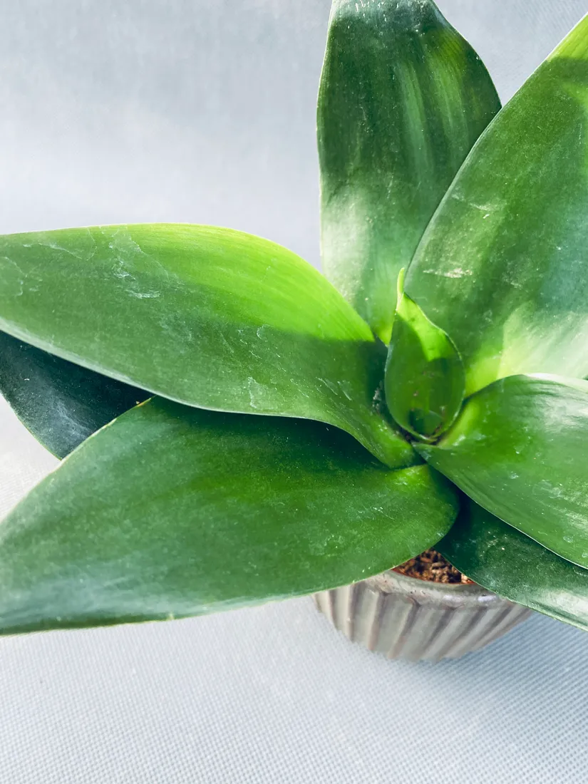 sansevieria-black-jade-15-cm
