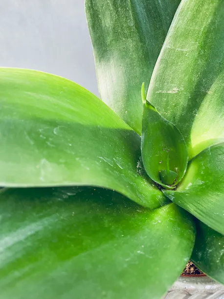 sansevieria-black-jade-15-cm-roslina-w-postaci-inna