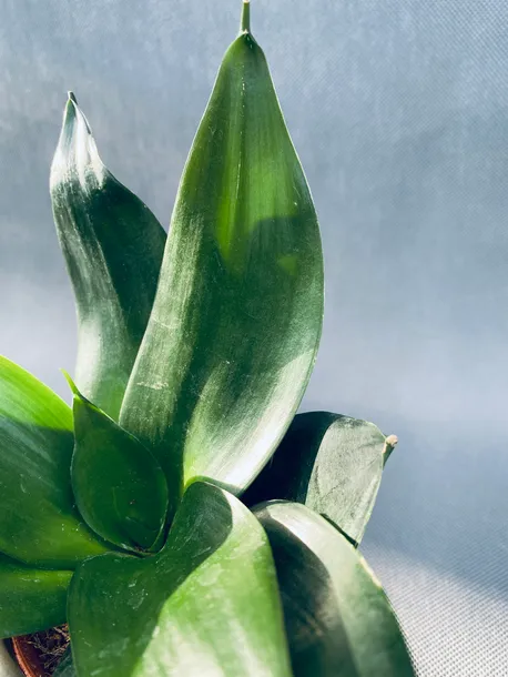 sansevieria-black-jade-15-cm-kod-produktu-22541