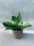 sansevieria-black-jade-15-cm