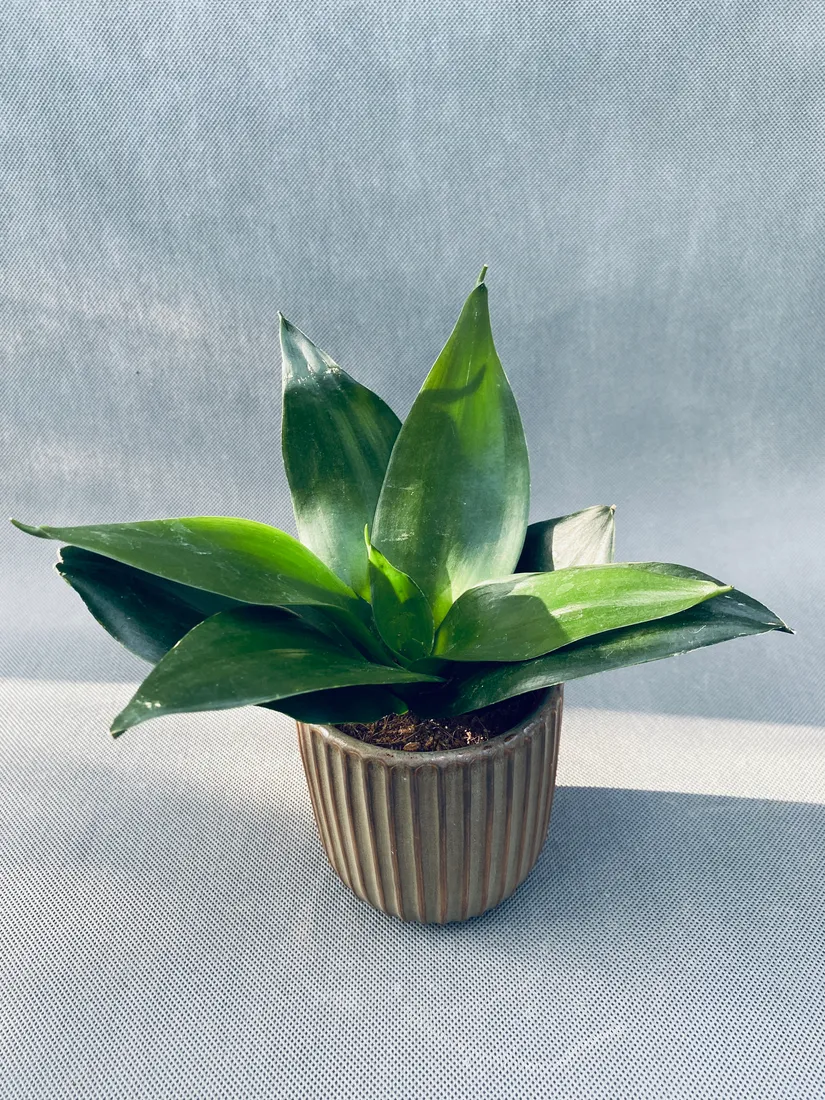 sansevieria-black-jade-15-cm-rodzaj-rosliny-rosliny-zielone