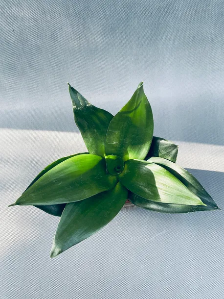 sansevieria-black-jade-15-cm-rodzaj-rosliny-rosliny-zielone-roslina-w-postaci-inna