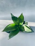 sansevieria-black-jade-15-cm-rodzaj-rosliny-rosliny-zielone-roslina-w-postaci-inna