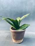 sansevieria-hahnii-10-cm