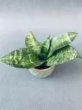 sansevieria-hahnii-10-cm-rodzaj-rosliny-rosliny-zielone